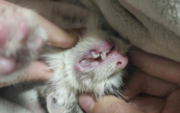 刚出生的小猫人工喂养能养活吗？