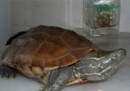 乌龟一般在几度开始冬眠？