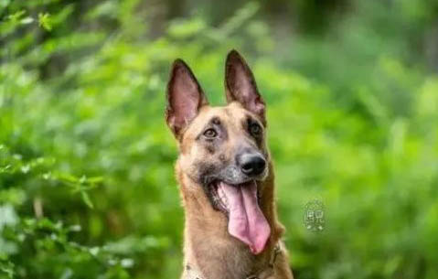 荷兰牧羊犬和马犬哪个好