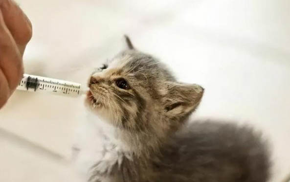 小猫打疫苗前是不是需要注射驱虫