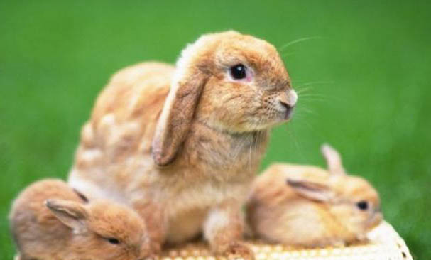 兔子一天吃多少