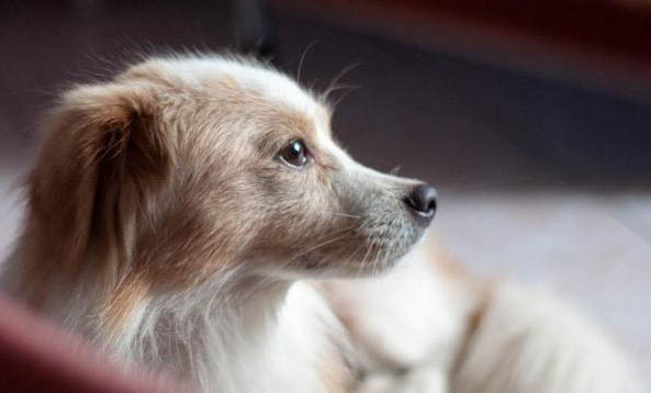 狗狗得狗瘟的自救方法，应及早发现，需要对症治疗