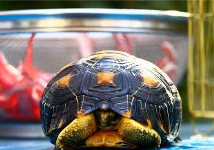 室内饲养辐射陆龟的要求