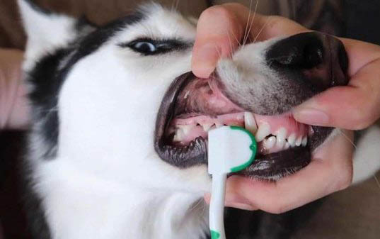 一个月狗狗可以吃营养膏吗