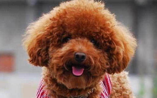 一条罗威纳害了全上海的狗
