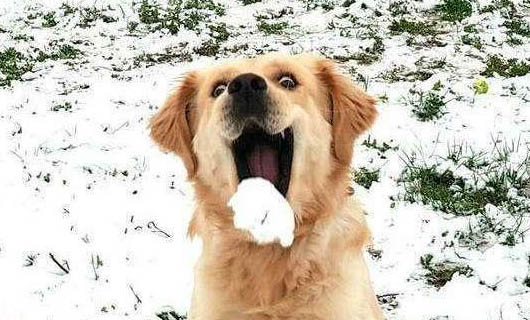 狗狗感冒可以吃哪些药