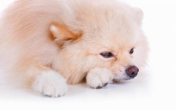 狗狗感冒和犬瘟如何区分