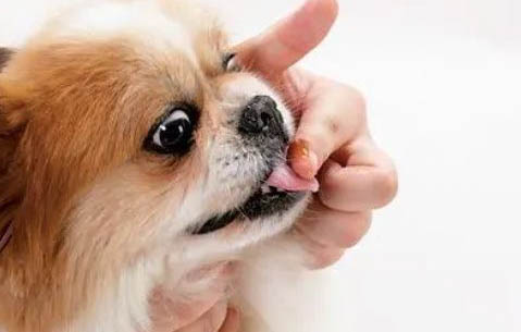 狗能不能吃樱桃?