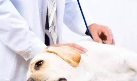 狗狗脑瘤症状有哪些