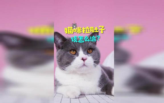 一个月的小猫分辨公母