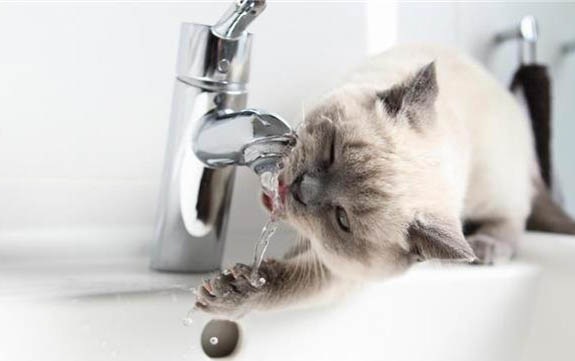 猫咪吐黄水不吃东西只喝水