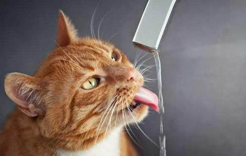 猫肺积水症状