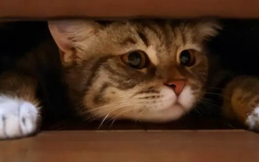 猫突然喜欢躲在阴暗角落是病了吗