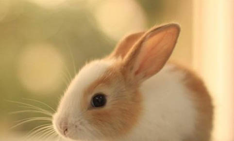 宠物兔子有哪些种类
