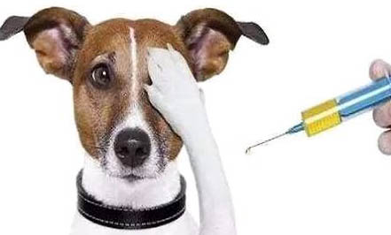 打狂犬疫苗后注意事项