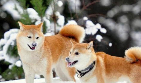 秋田犬和柴犬幼犬哪个好