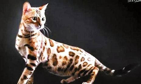 为什么很少人养孟加拉豹猫?