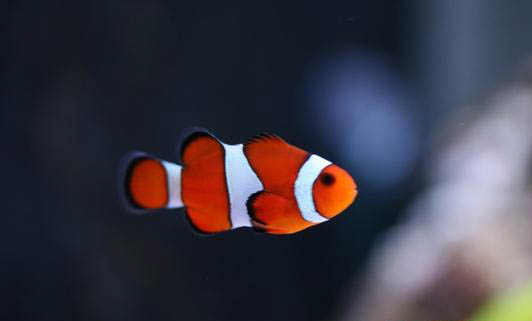 透红小丑鱼能活多久？