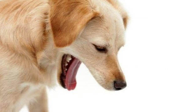 狗狗沐浴露可以临时用什么代替？