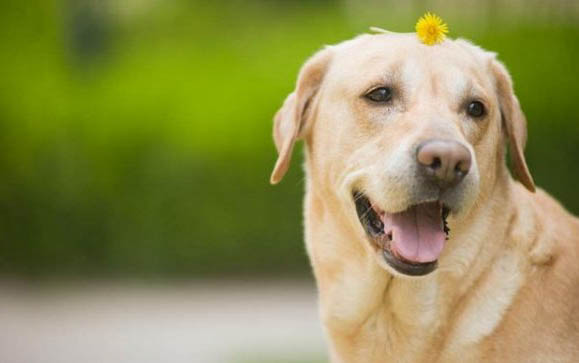 四种不掉毛的大型犬