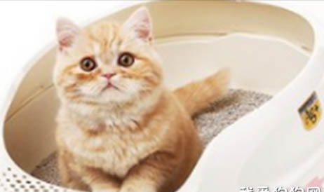 猫尿道炎漏尿怎么办
