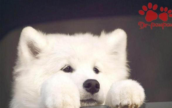 纯白色的狗狗品种有哪些