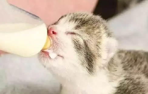 幼猫可以喝羊奶粉吗