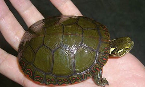 乌龟患有白眼病有什么症状吗