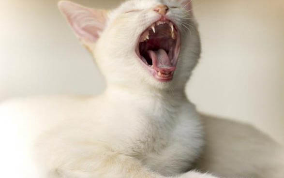猫咪呕吐的原因及治疗方法有哪些