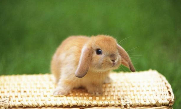 兔子能吃的草