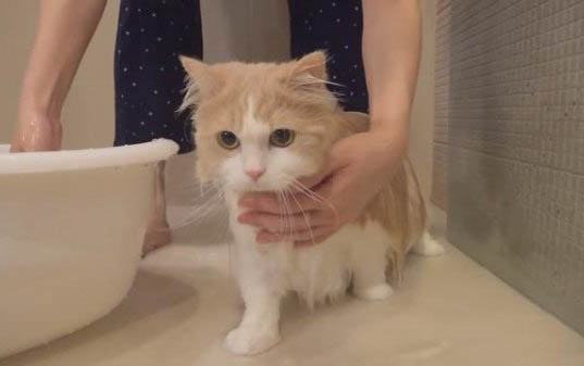 猫咪多大可以剪指甲