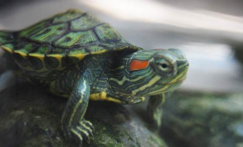 巴西龟能活多长时间
