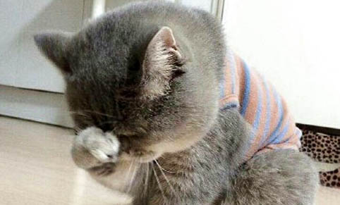 猫咪一直呕吐黄水怎么回事吃什么药