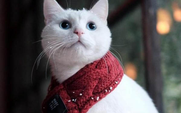 猫咪冬天要穿衣服吗