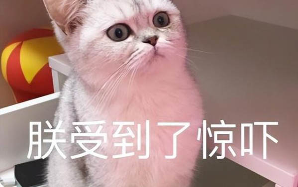 10天大的小猫拉肚子该怎么办