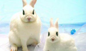 侏儒海棠兔和海棠泡兔子有什么区别？