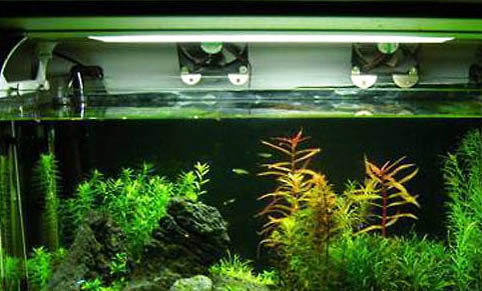 鱼缸养水草可以净化水质吗