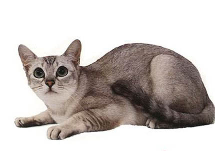 波米拉猫太瘦了，原因和处理方法