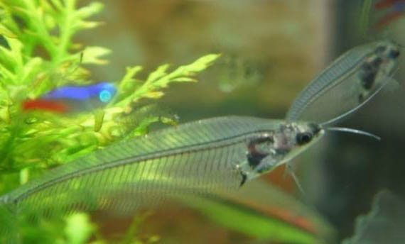 玻璃猫鱼可以和灯科鱼混养吗