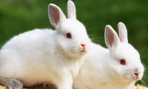 兔子可以吃石榴么？