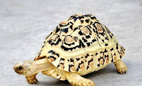 中国陆龟有哪些品种