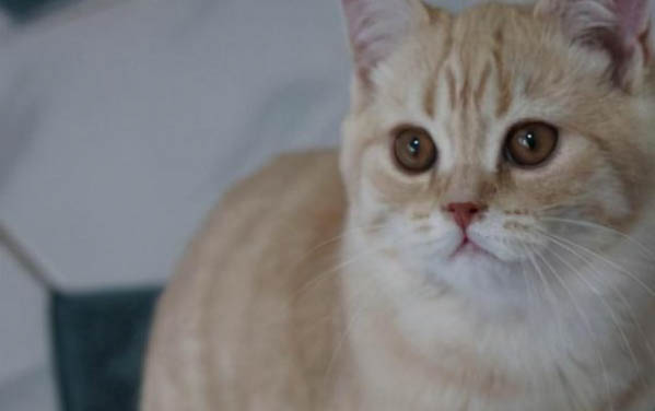 英短猫可以活到多少岁？