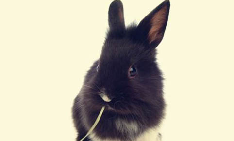 兔子一般长多少厘米