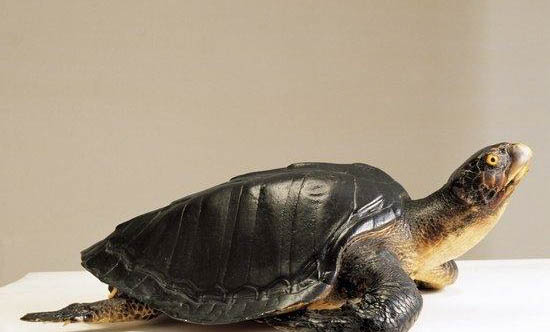 如何预防宠物龟软甲病