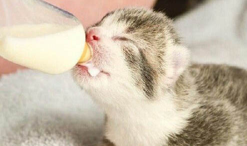 小猫不喝羊奶粉怎么办呢