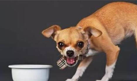 狗狗可以吃绿豆汤吗