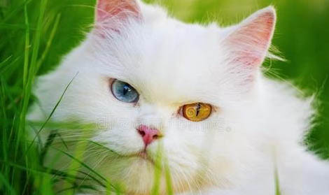 猫咪为什么会得黄疸性肝病呢