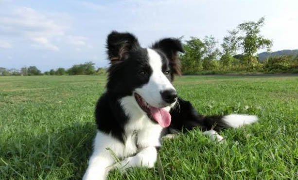 苏格兰牧羊犬缺钙了会有哪些症状