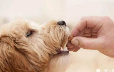狗大便成形有鼻涕状黏液的原因及处理方法
