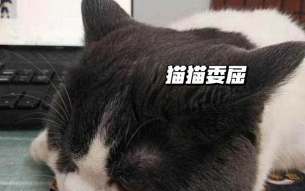 小猫咪为什么喜欢吃鱼